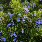 Rosmarino, errore fatale prima dell’acquisto: così muore subito il 90% delle piante a casa