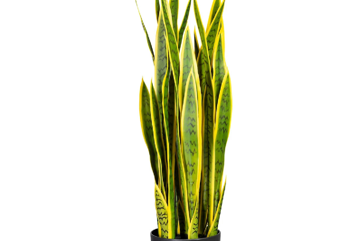 Sansevieria: la pianta che combatte l’umidità e regala aria pulita